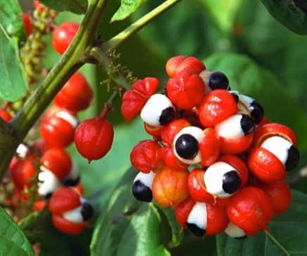 Guarana